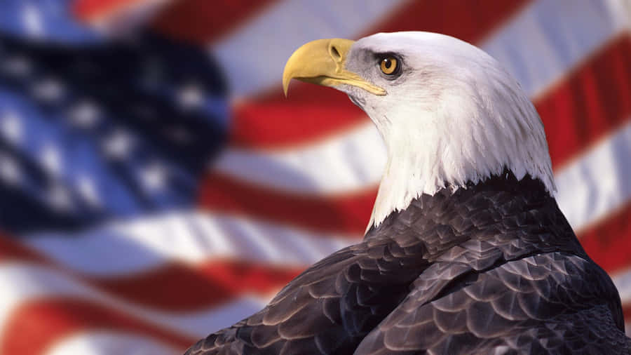 Usa Background