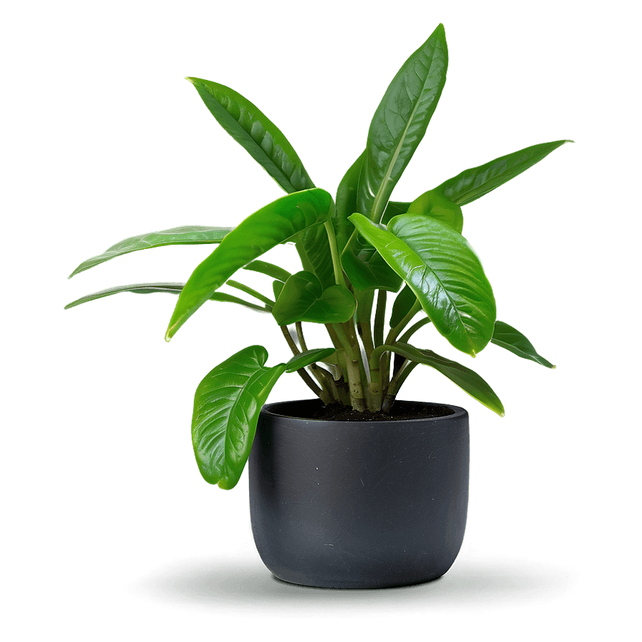 Miniature House Plant PNG qwu