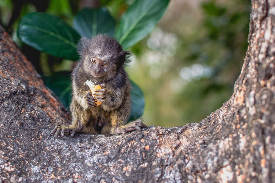 Marmoset che Mangia Frutta su un Albero