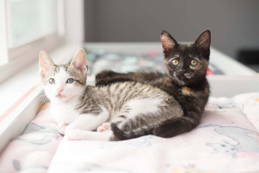 Adoráveisgatinhos brincando juntos.