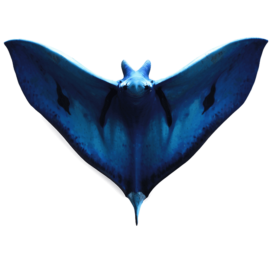 Giant Manta Ray PNG 06202024