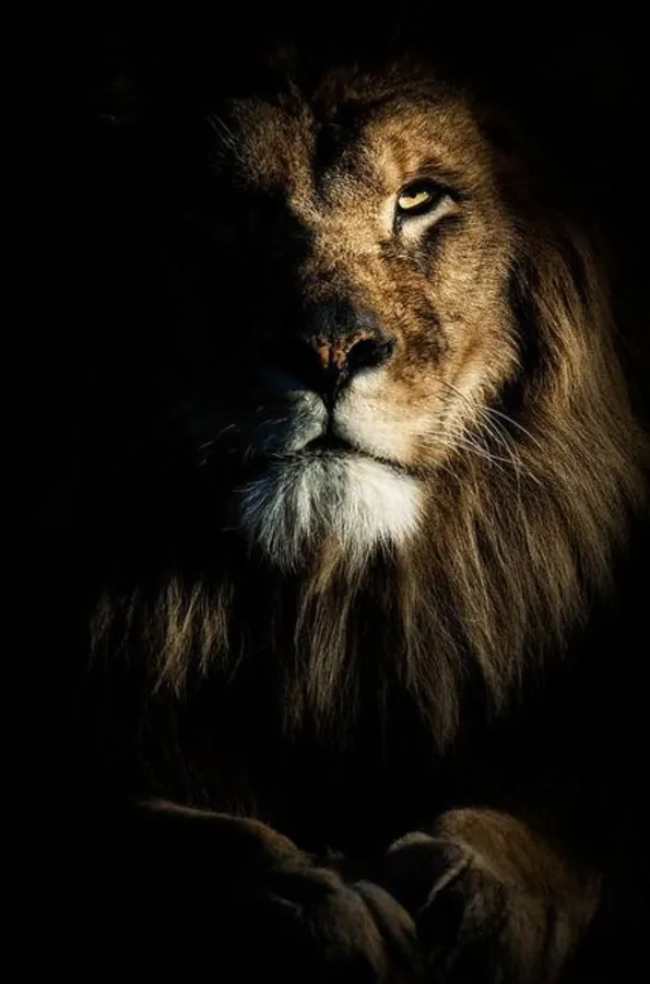 Dramatic Lion Phone