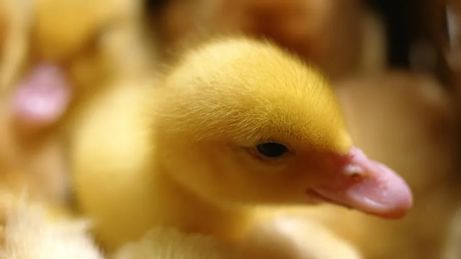 Cute Duck
