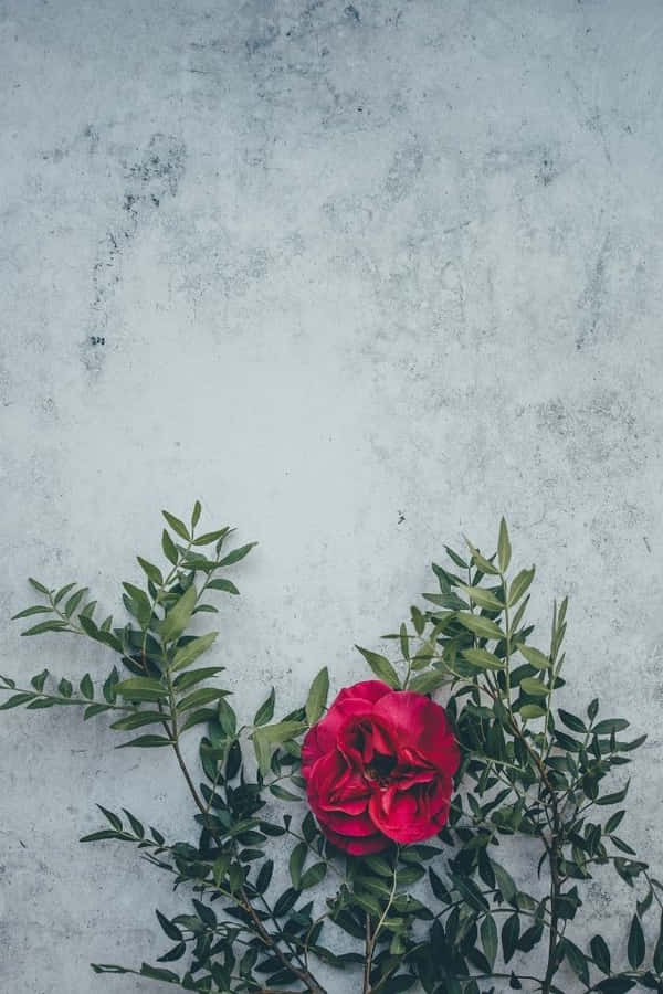 Frühlingserwachenmit diesem Blumen-Hintergrund für das iPhone.