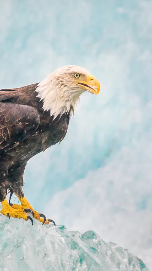 Eagle Iphone