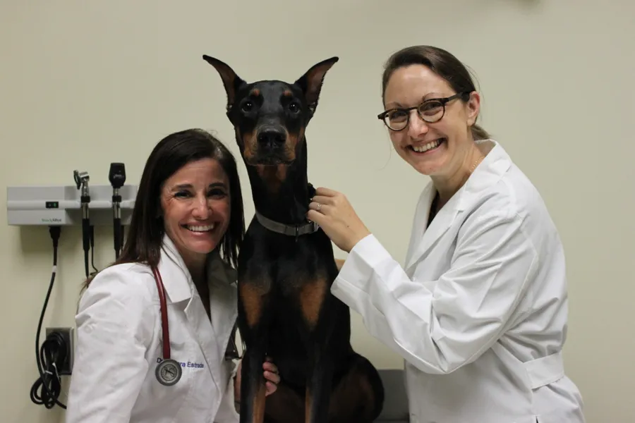 Doberman pictures