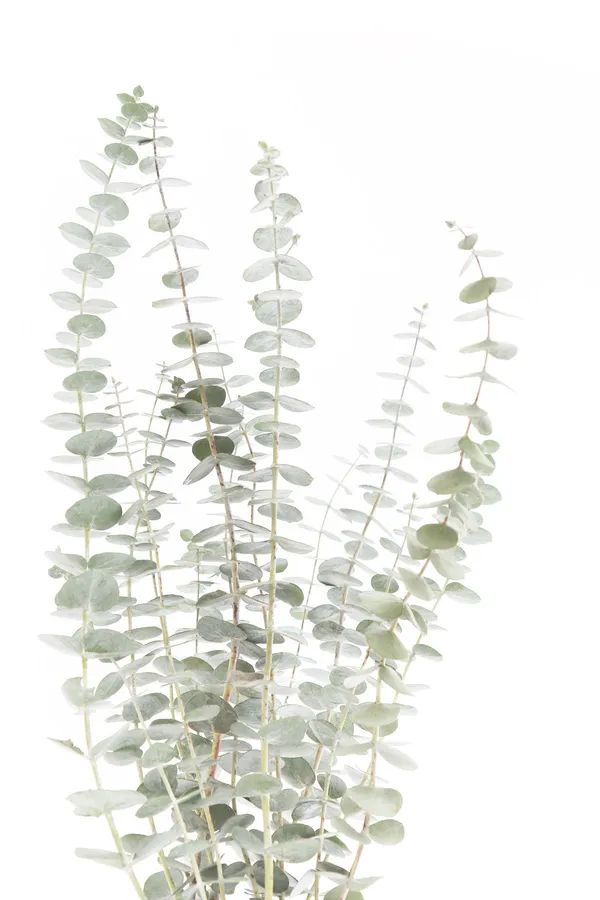 Eucalyptus Background
