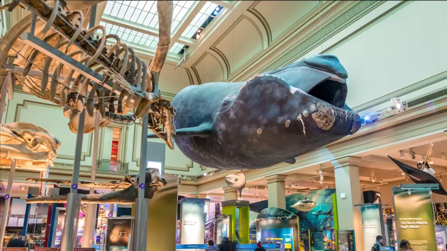 Smithsonian Whale