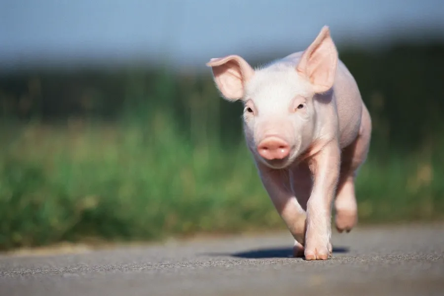 Pig background