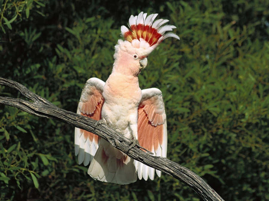 Cockatoo Majestoso Abrindo Asas