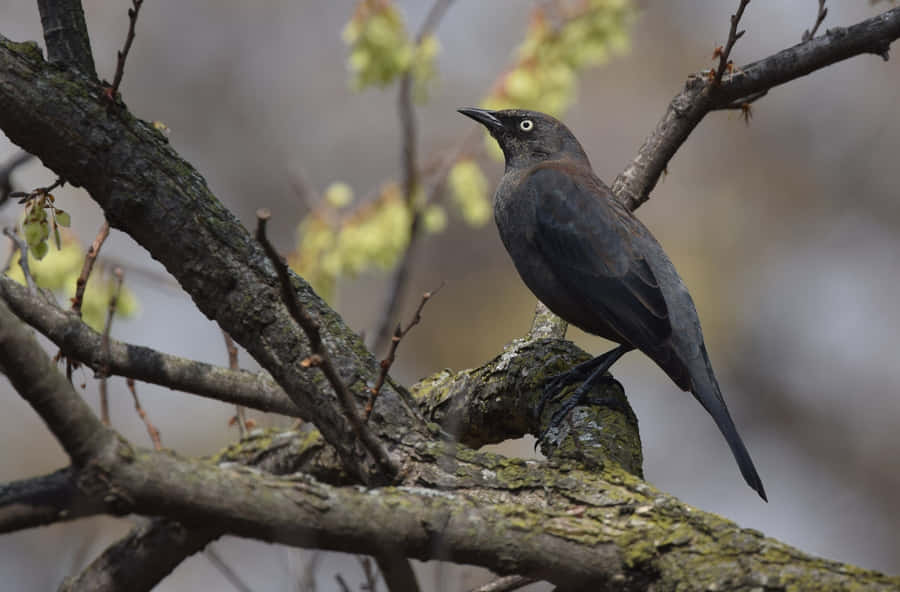 Mirlo Posado en Rama de Árbol