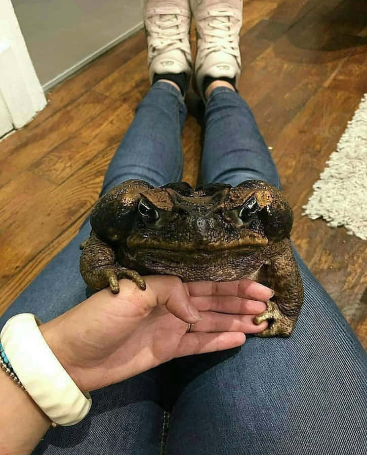 Imensaimagem de sapo