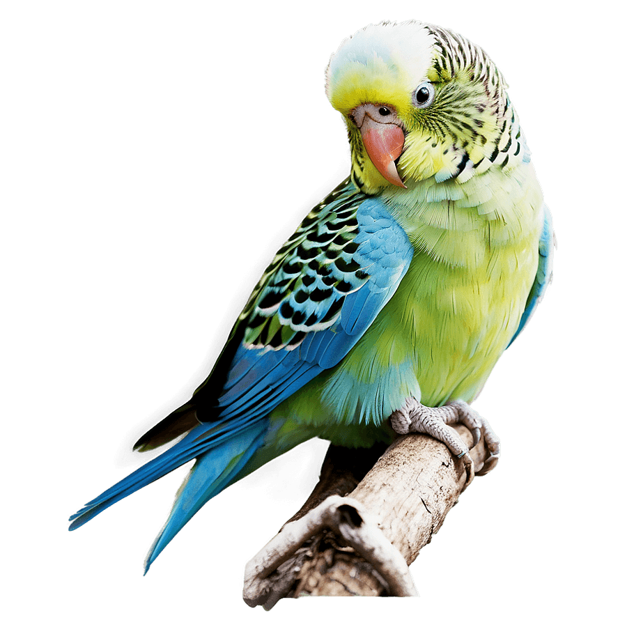 Parakeet in Nature PNG pli