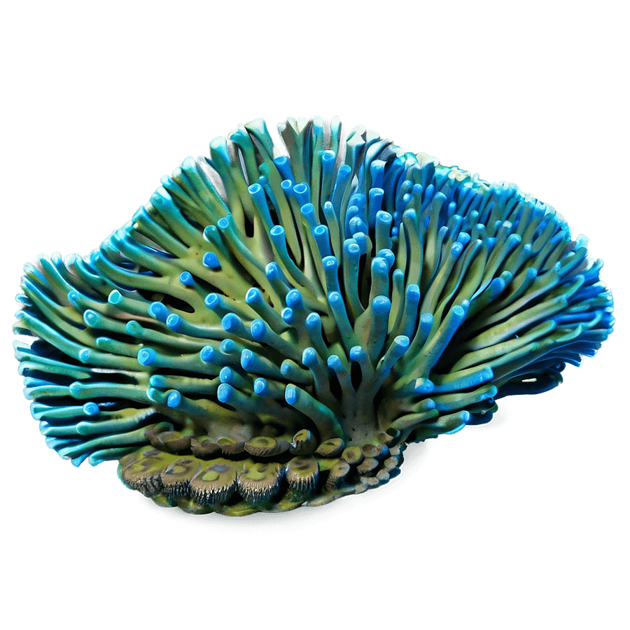 Reef Snorkeling Experience PNG 06292024