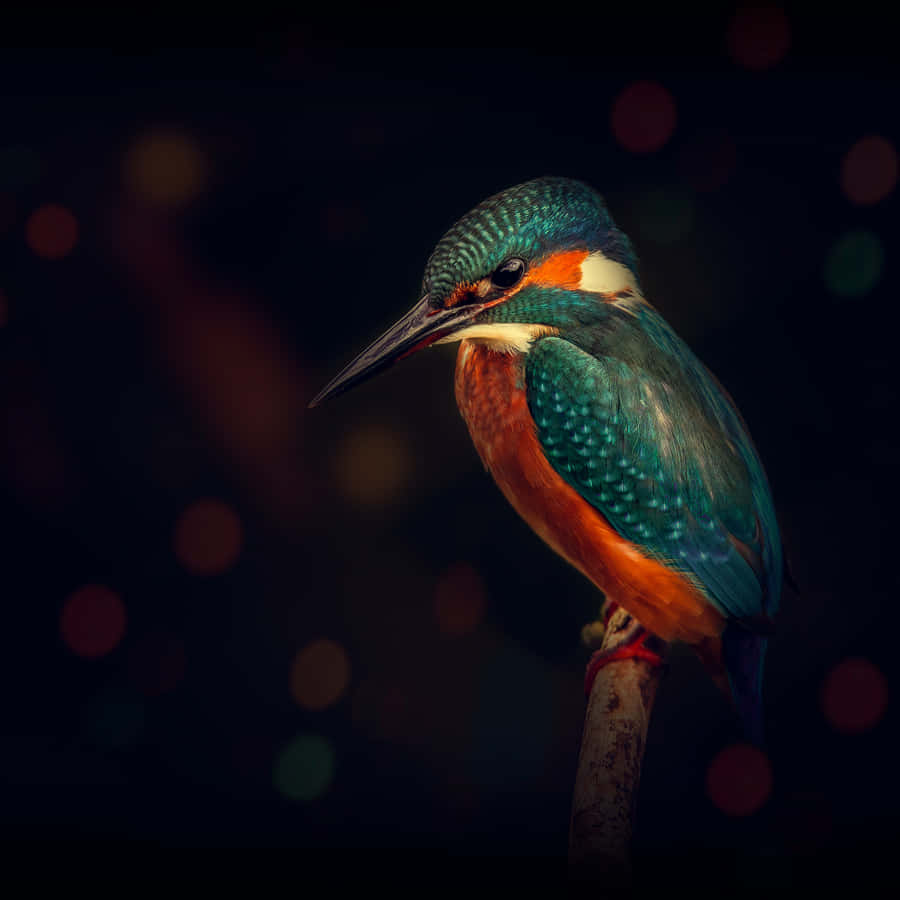 Eisvogelauf einem Ast mit Bokeh-Hintergrund