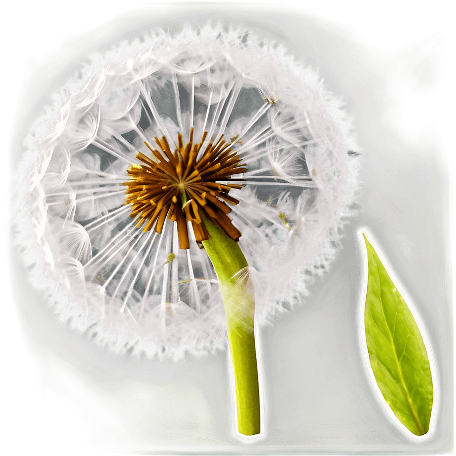 Dandelion Detail PNG txi