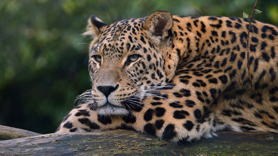 Leopardo Descansando 4K Wallpaper