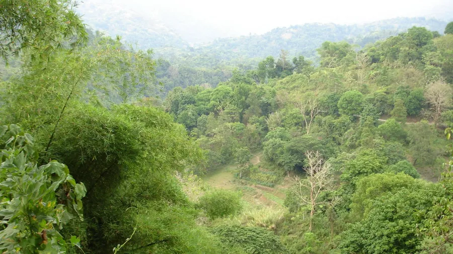 Eritrea Trees