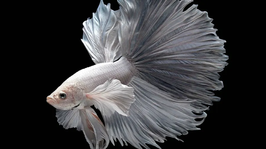 4k Fish