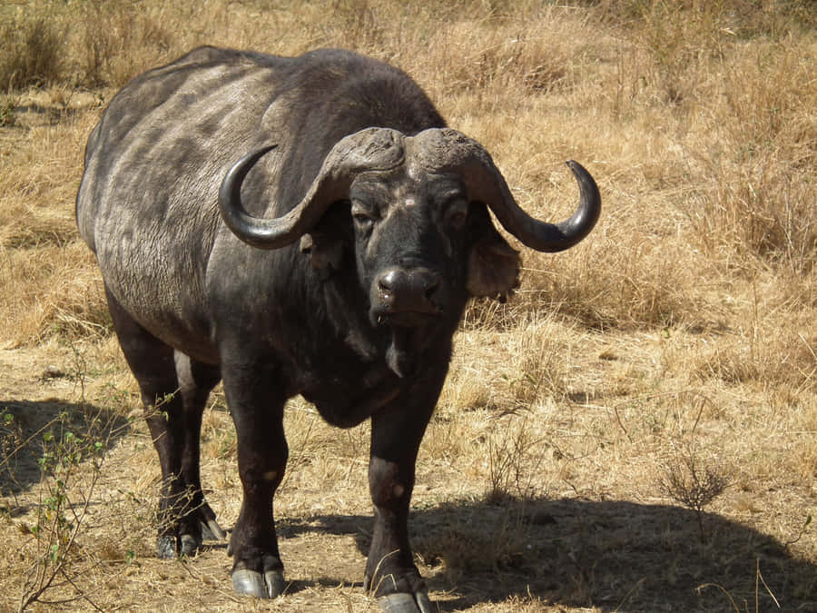 Búfalo d'Água Majestoso em Pé no Campo