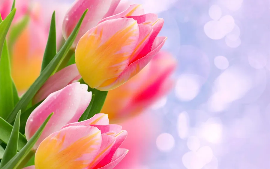 Tulip background