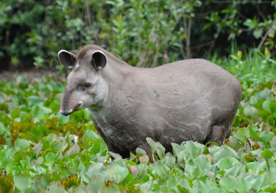 Sydamerikansk Tapir i Habitat