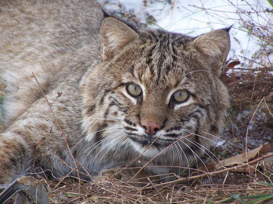 Majestic Bobcat Pousing in the Wild
