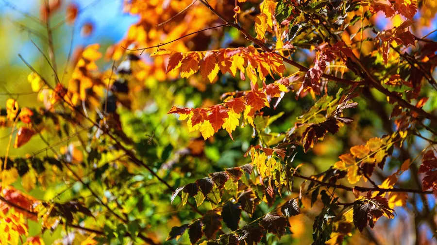 Cool Fall