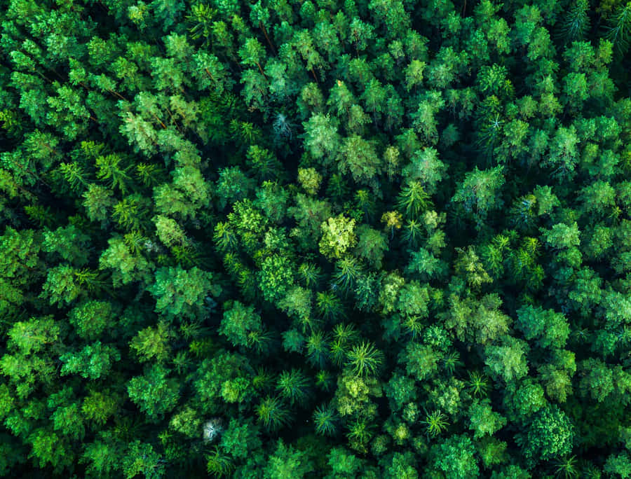 Waldschutz1920 x 1460 Hintergrundbild