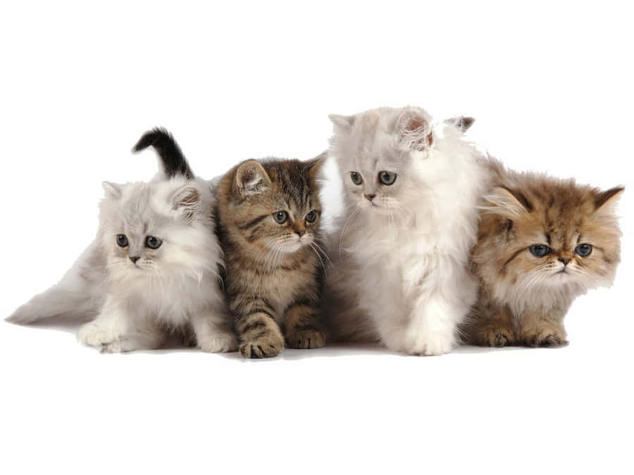 Empat Kucing Bayi Imut