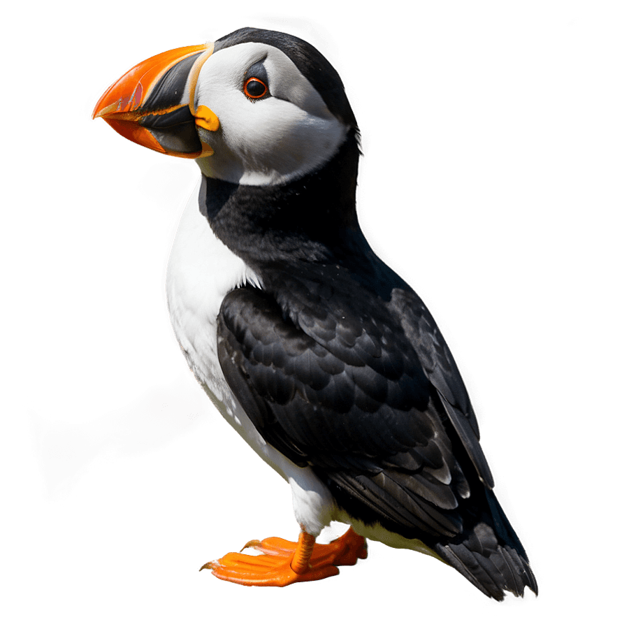 Puffin in the Wild PNG 37