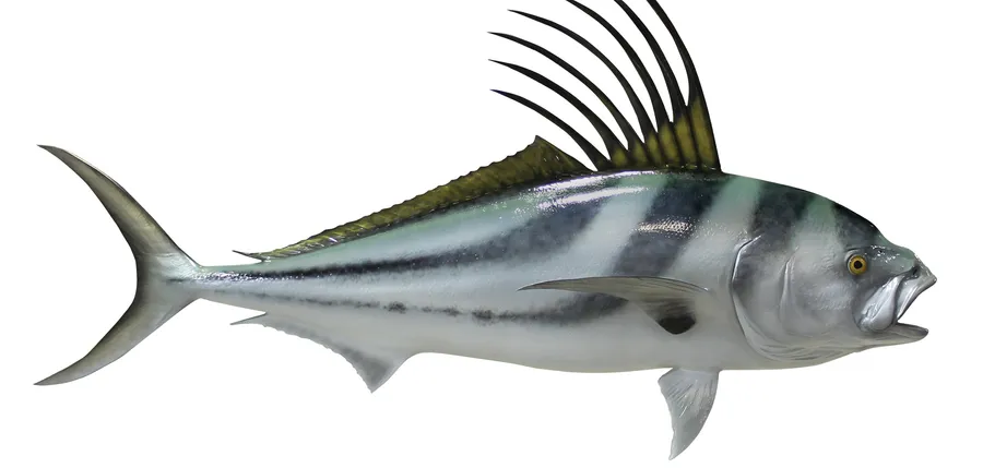 Roosterfish Side View