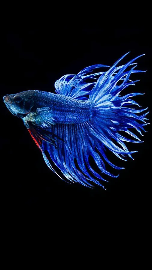 Blue Betta Fish