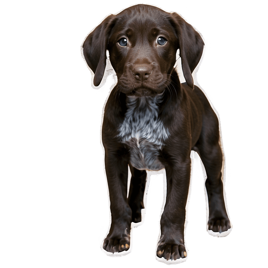 German Shorthaired Pointer Puppy PNG iwp7