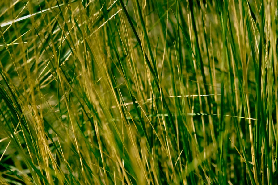 Grass Background