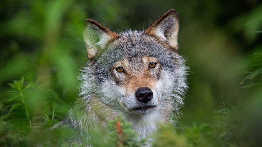 Grauer Wolf Porträt in grünem Laub.jpg