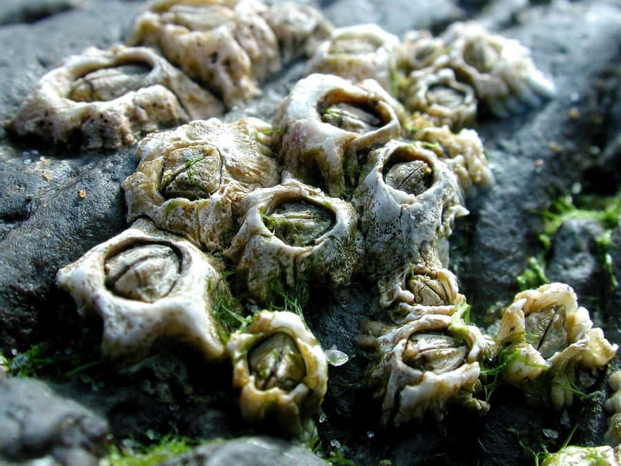 Crostacei su Superficie Rocciosa