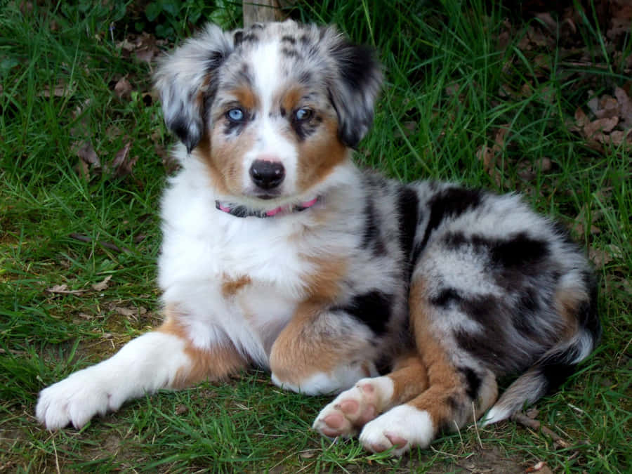 Bildder Hunderasse Australian Shepherd