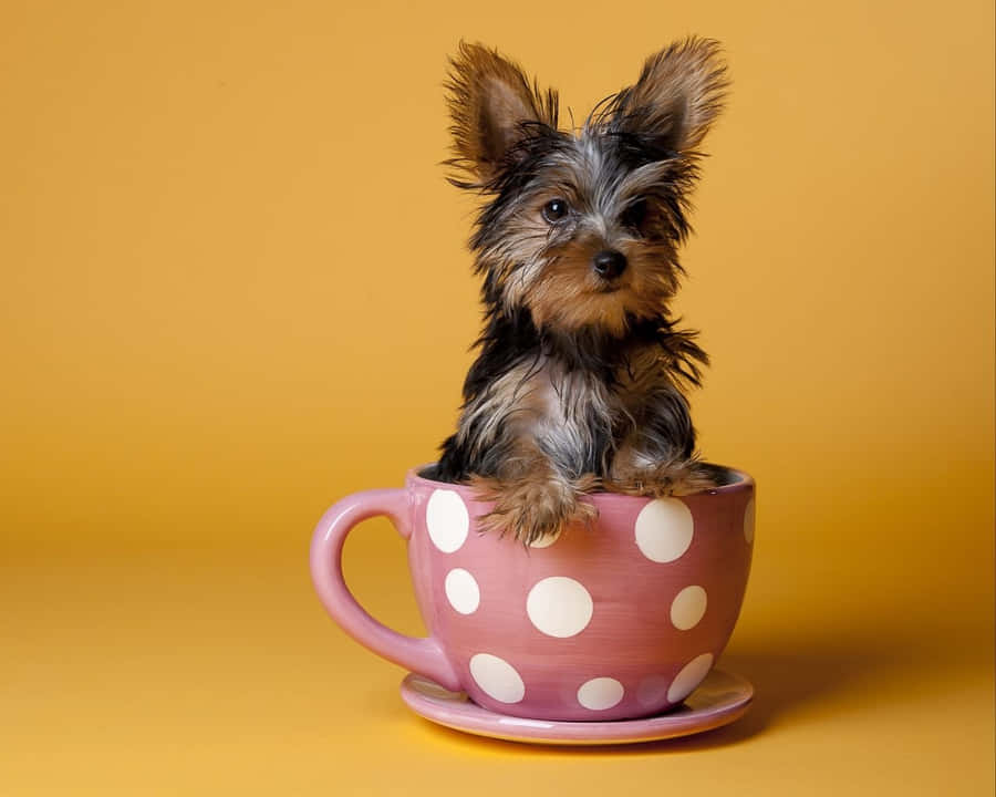 Enlille teacup Yorkie-hvalp kigger op fra sin seng.