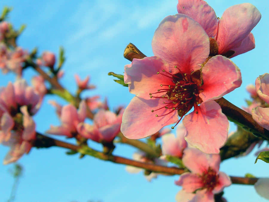 Forårblomst2560 x 1920 tapet