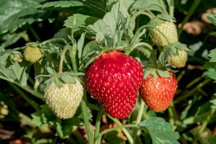 Strawberries Background