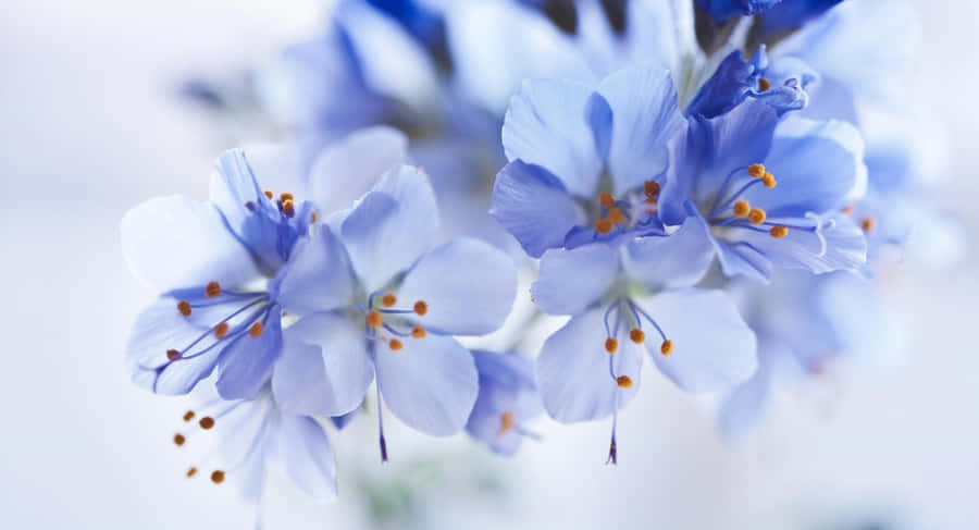 Vackerblå blomma.