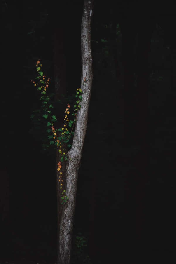 Árvore Brilhante da Floresta Escura