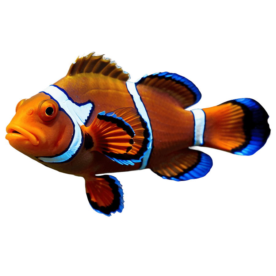 Bright Clownfish PNG ilm