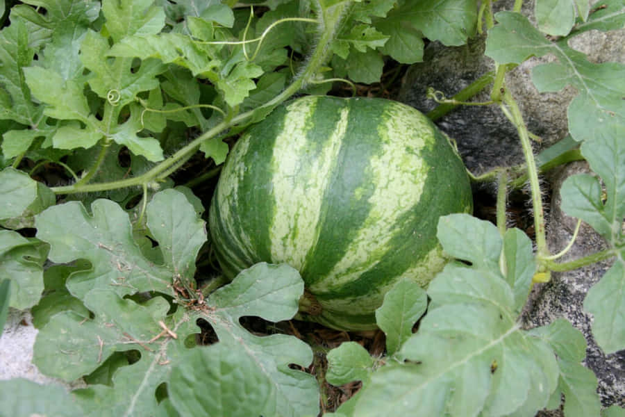 Vandmelonbilleder