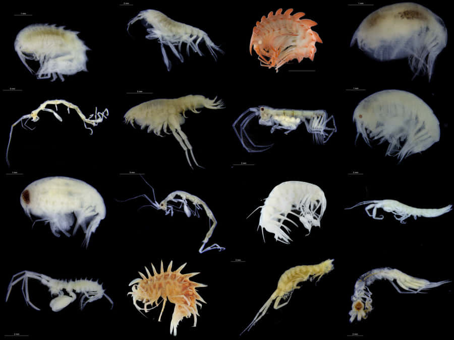 Variation Af Amphipoder Wallpapers