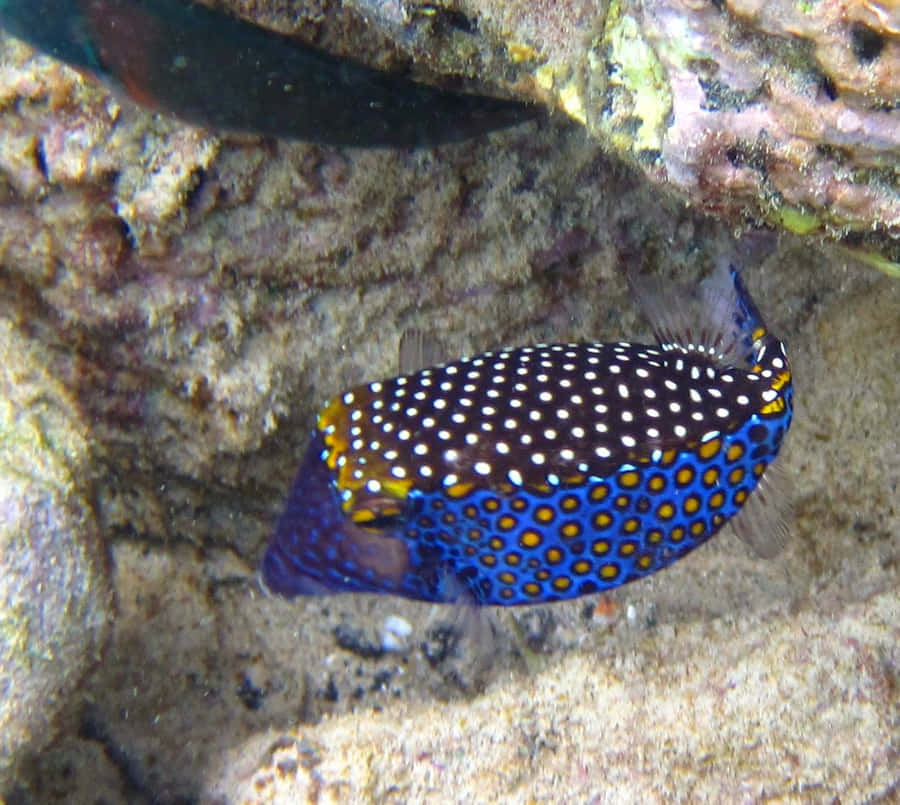 Ein lebendiger Kastenfisch schwimmt im tiefblauen Meer