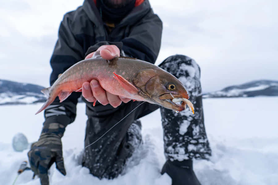 Arktisk Char Isfiske Fångst