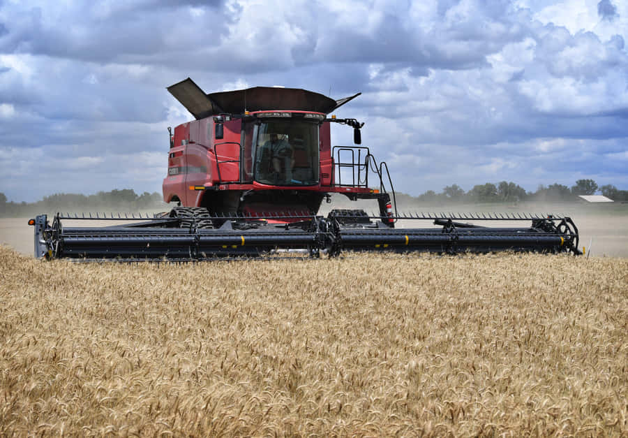 Raccoltadorata del grano nel campo