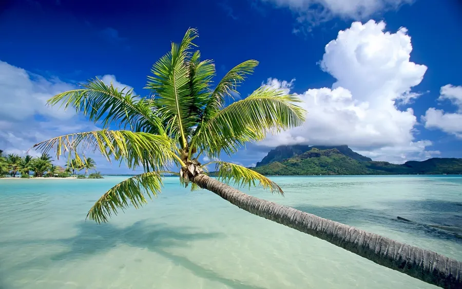 Palm Tree Desktop